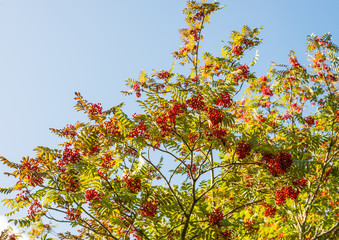 Rowan Tree Berry Harvest