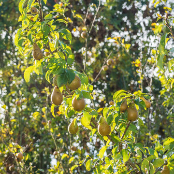 Pear Harvest