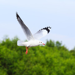 Flying seagull on beautiful sky background