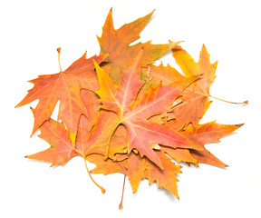 autumn leaves on a white background