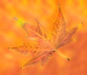 background of a beautiful autumn leaf