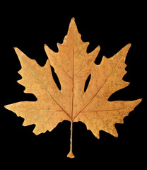 autumn leaf on a black background