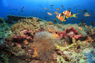Naklejka na ściany i meble Clown Anemonefish on coral reef in Indonesia