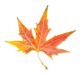 autumn leaf on a white background