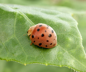 ladybug