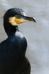 Great cormorant at the waterside