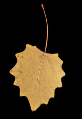 autumn leaf on a black background