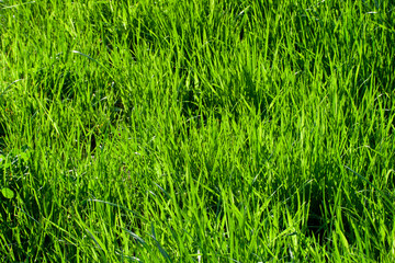 Green grass