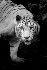 White Tiger
