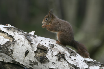 Naklejka na ściany i meble Red squirrel, Sciurus vulgaris