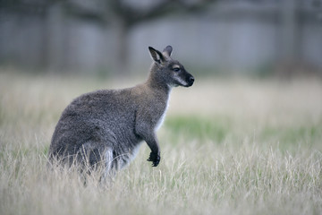 Red-necked wallaby, Macropus rufogriseus © Erni