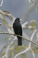 Red-rumped cacique, Cacicus haemorrhous
