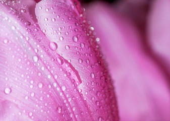 Water drop on pink petals, shallow depth of field.
