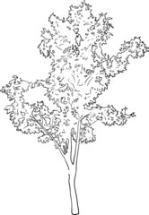 single tree sketch on white background