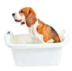 beagle in bath