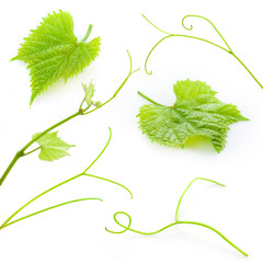Grape leaves and tendrils isolated on white. Collection