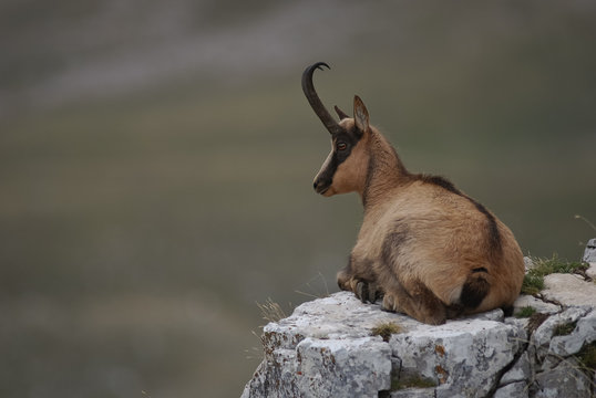 camoscio appenninico su roccia