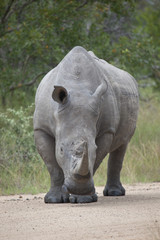 Obraz premium White Rhino bull portrait orientation
