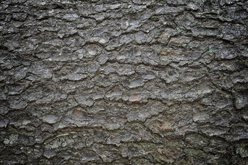 tree's bark