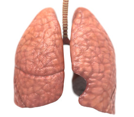 Healthy Lungs