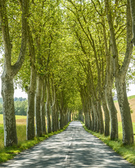 Road near Albi (France)
