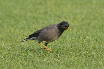 Common Myna or Indian Myna