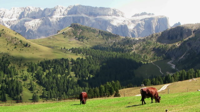 Mountain landscape with grazing cows, Val Gardena, Dolomites,