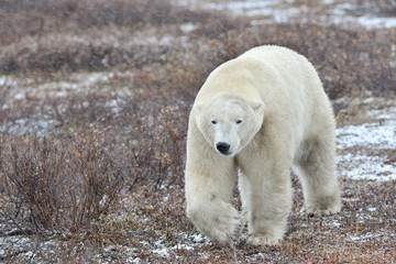 Polar bear walking on tundra during blizzard. - obrazy, fototapety, plakaty