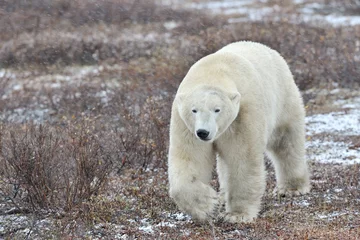 Crédence de cuisine en verre imprimé Ours polaire Ours polaire marchant sur la toundra pendant le blizzard.