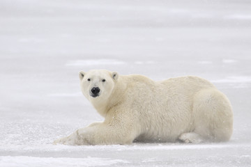 Ours polaire allongé sur la glace.