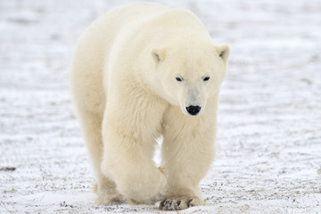 Polar bear walking on tundra.