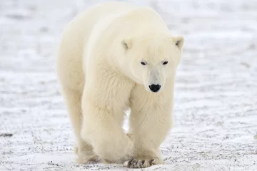 Crédence de cuisine en verre imprimé Ours polaire Ours polaire marchant sur la toundra.