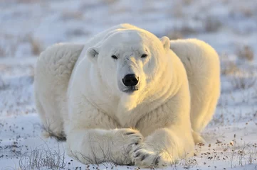 Abwaschbare Fototapete Eisbär Eisbär, der in der Tundra liegt.