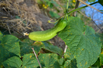 Green cucumber on a vine in a garden