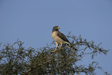 Roadside hawk, Buteo magnirostris