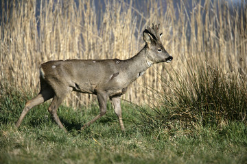 Roe deer,  Capreolus capreolus