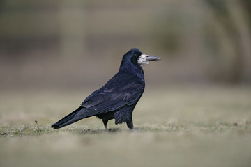 Rook, Corvus frugilegus,