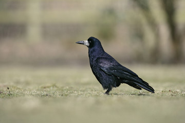 Rook, Corvus frugilegus,