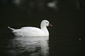 Ross's goose, Anser rossii