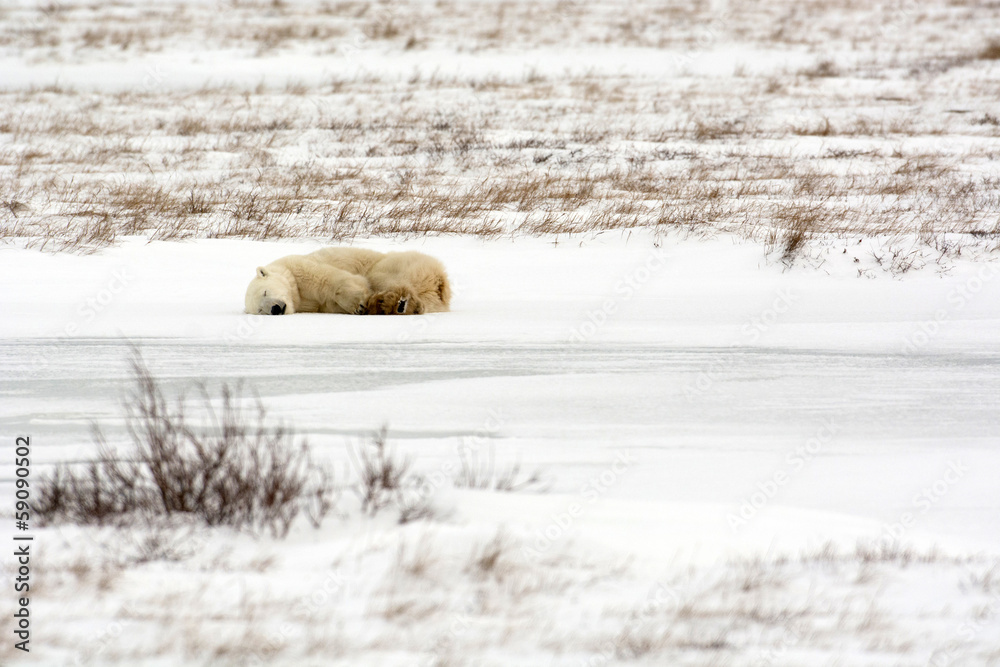 Canvas Prints polar bear