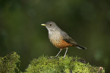 Rufous-bellied thrush, Turdus rufiventris