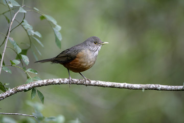 Rufous-bellied thrush, Turdus rufiventris