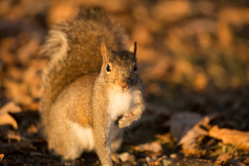 Eastern Gray Squirrel
