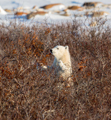 Polar bear cub