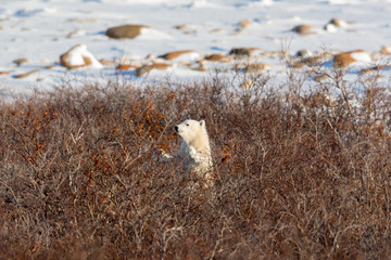 Polar bear cub © Tony Campbell