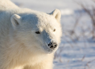 Obraz na płótnie Canvas Cute polar bear cub