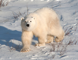 Cute polar bear cub