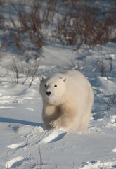 Cute polar bear cub