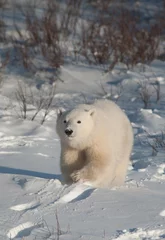 Wallpaper murals Icebear Cute polar bear cub