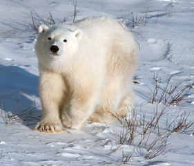 Cute polar bear cub